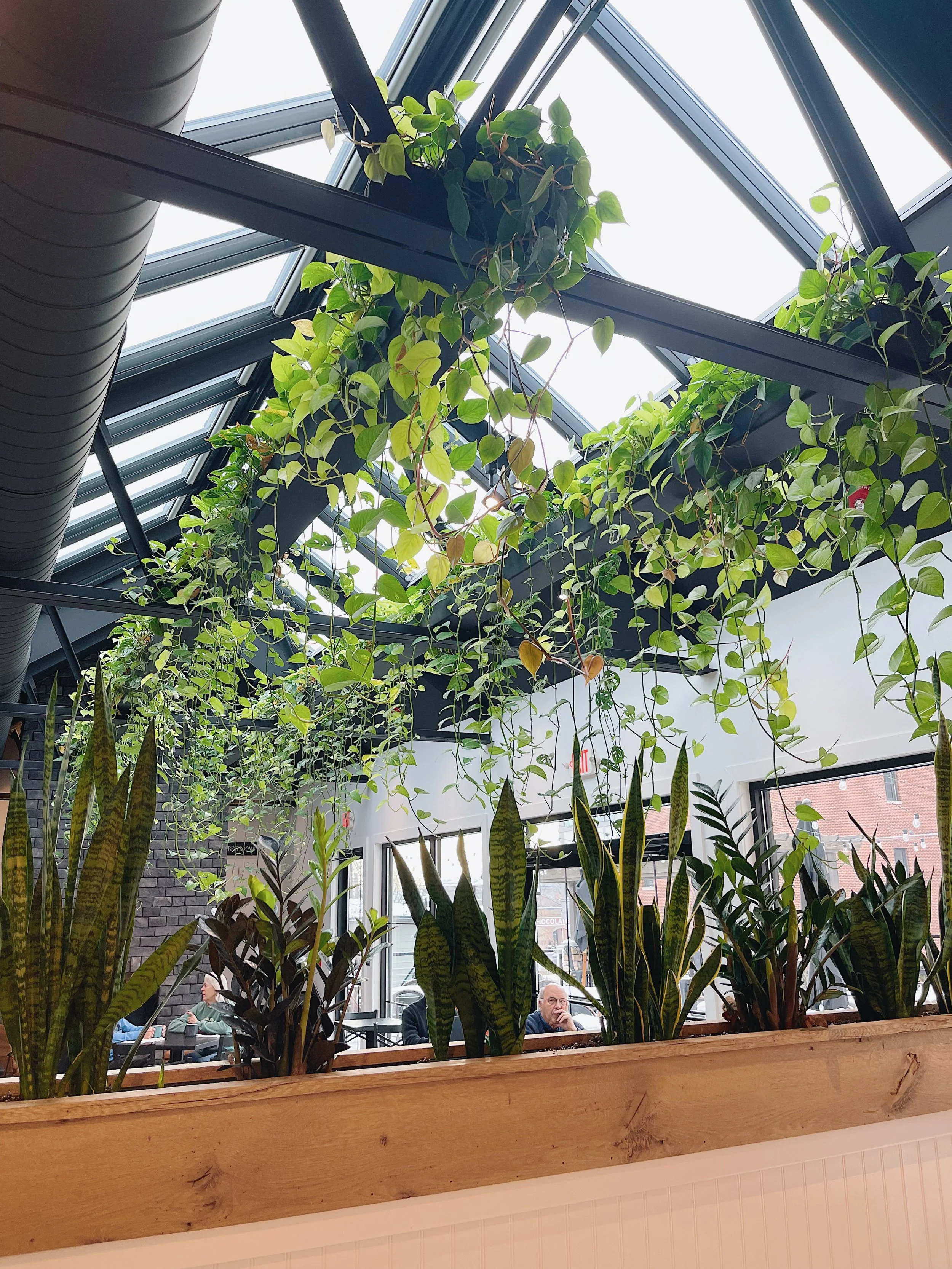 Interior view of New Holland Coffee's Lititz location featuring plants and skylight.