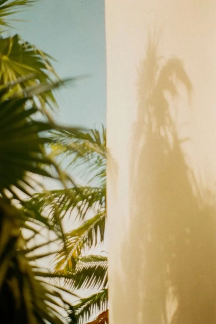 Ombre d'une plante palmée sur un mur clair, avec un fond de ciel bleu. Santa Brevina