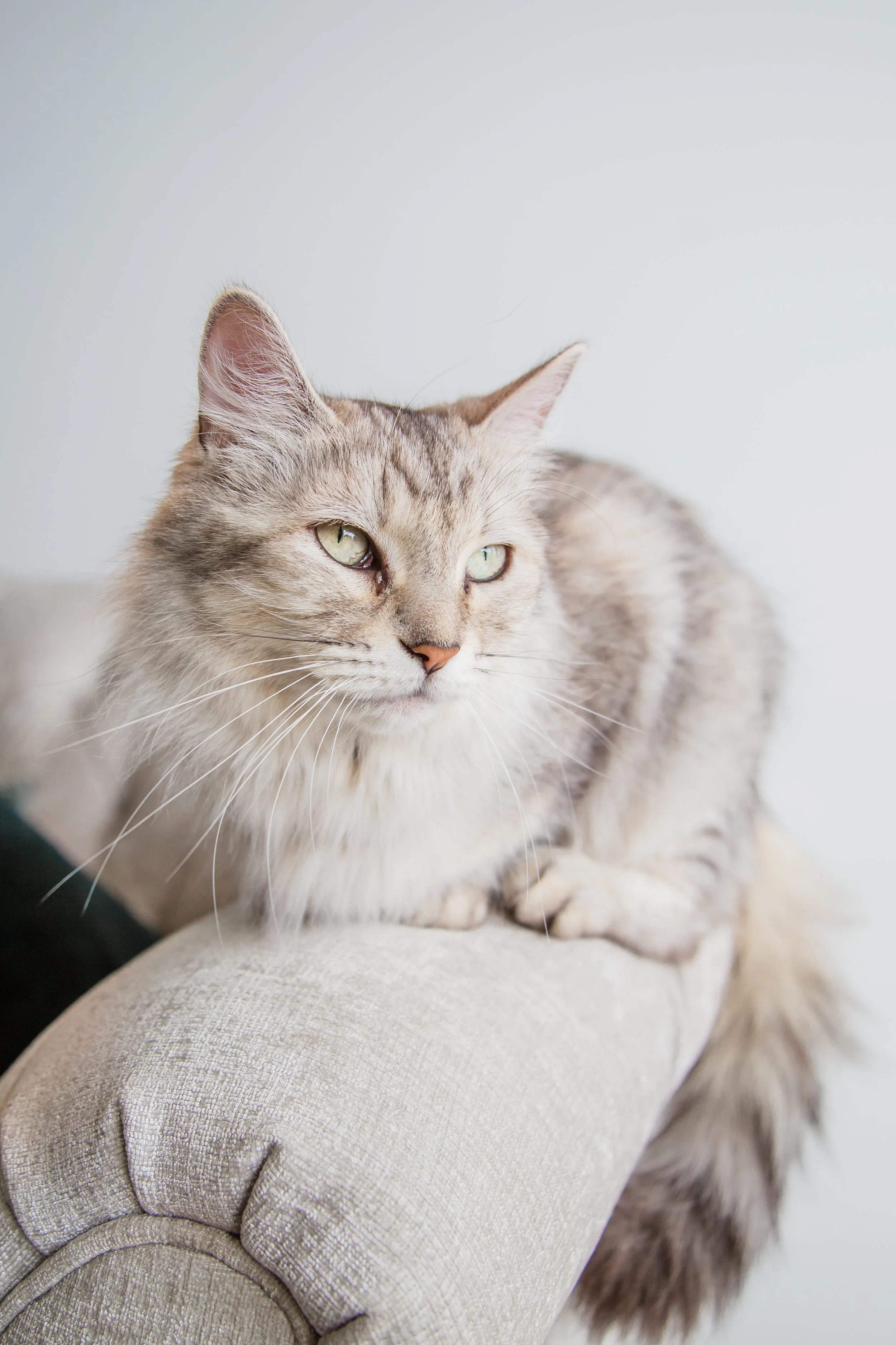 Pet_EmilyMaeAnnPhotography.jpg