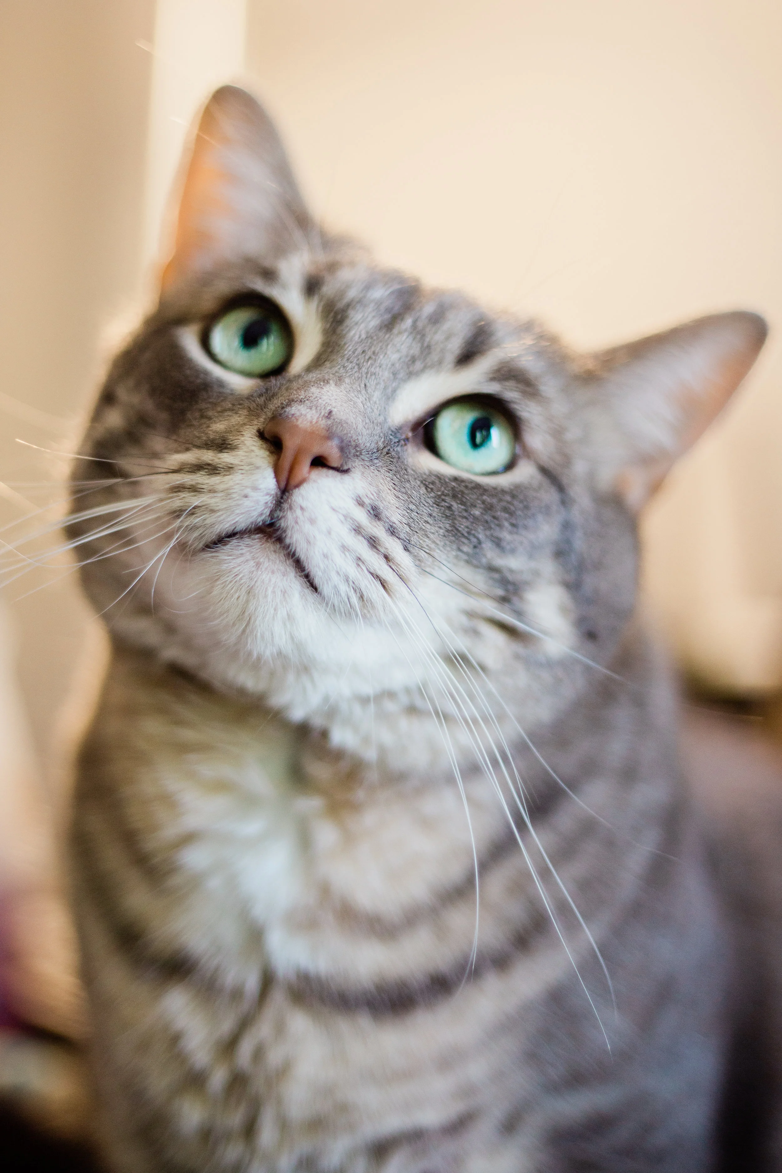 Pet_EmilyMaeAnnPhotography-3.jpg