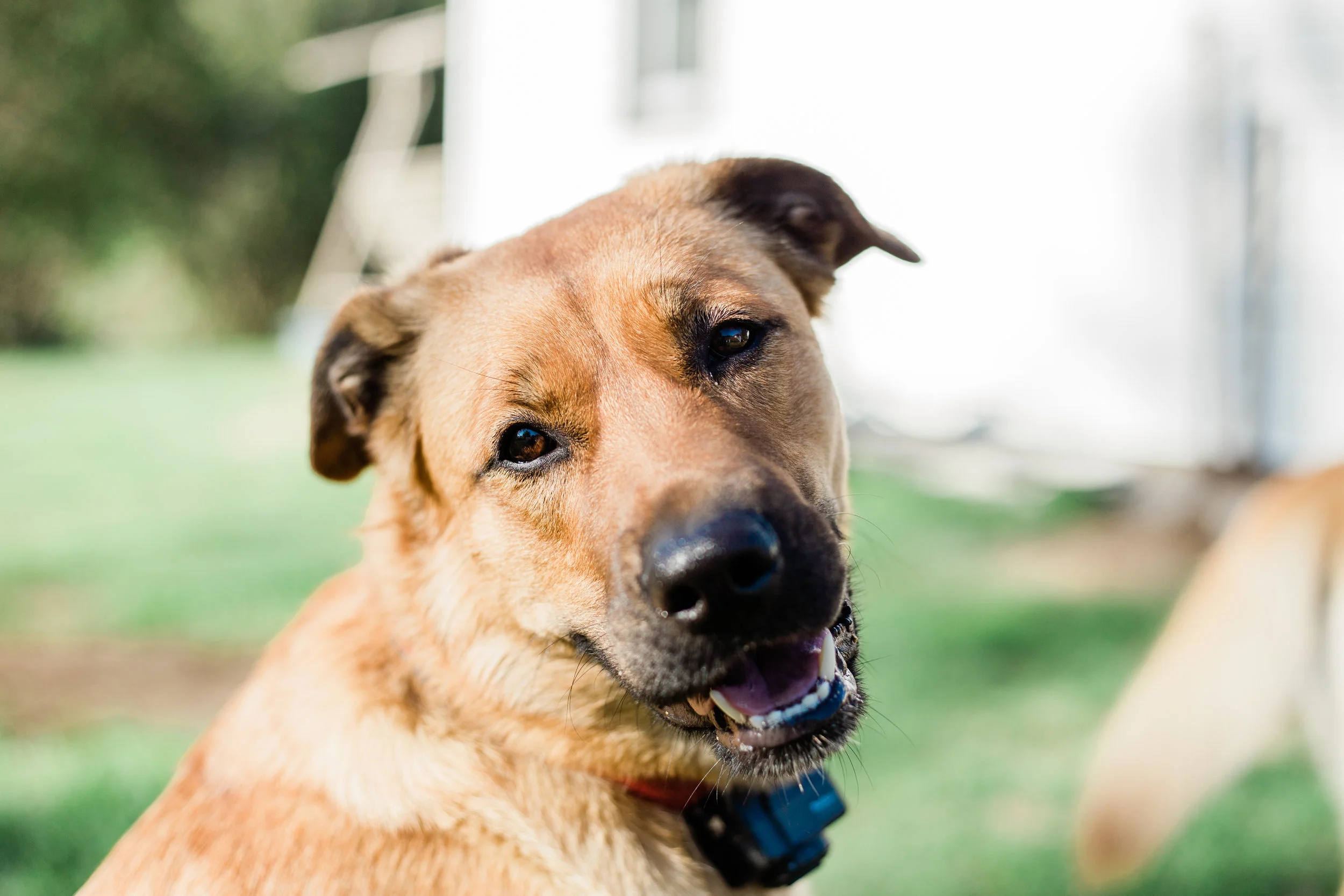 CallieDogPortrait_EmilyMaeAnnPhotography.jpg