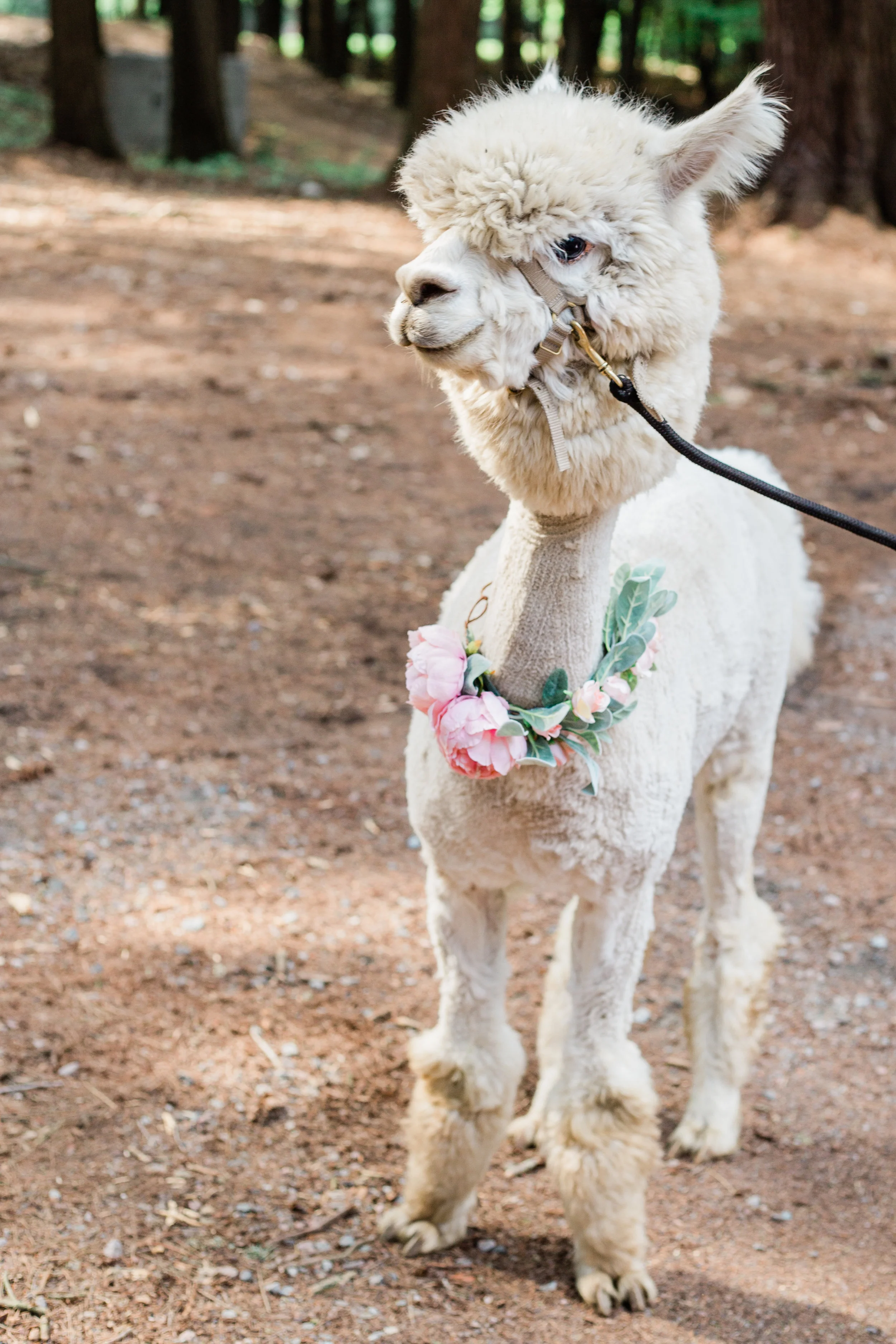 PineLodgeWedding_EmilyMaeAnnPhotography18.jpg