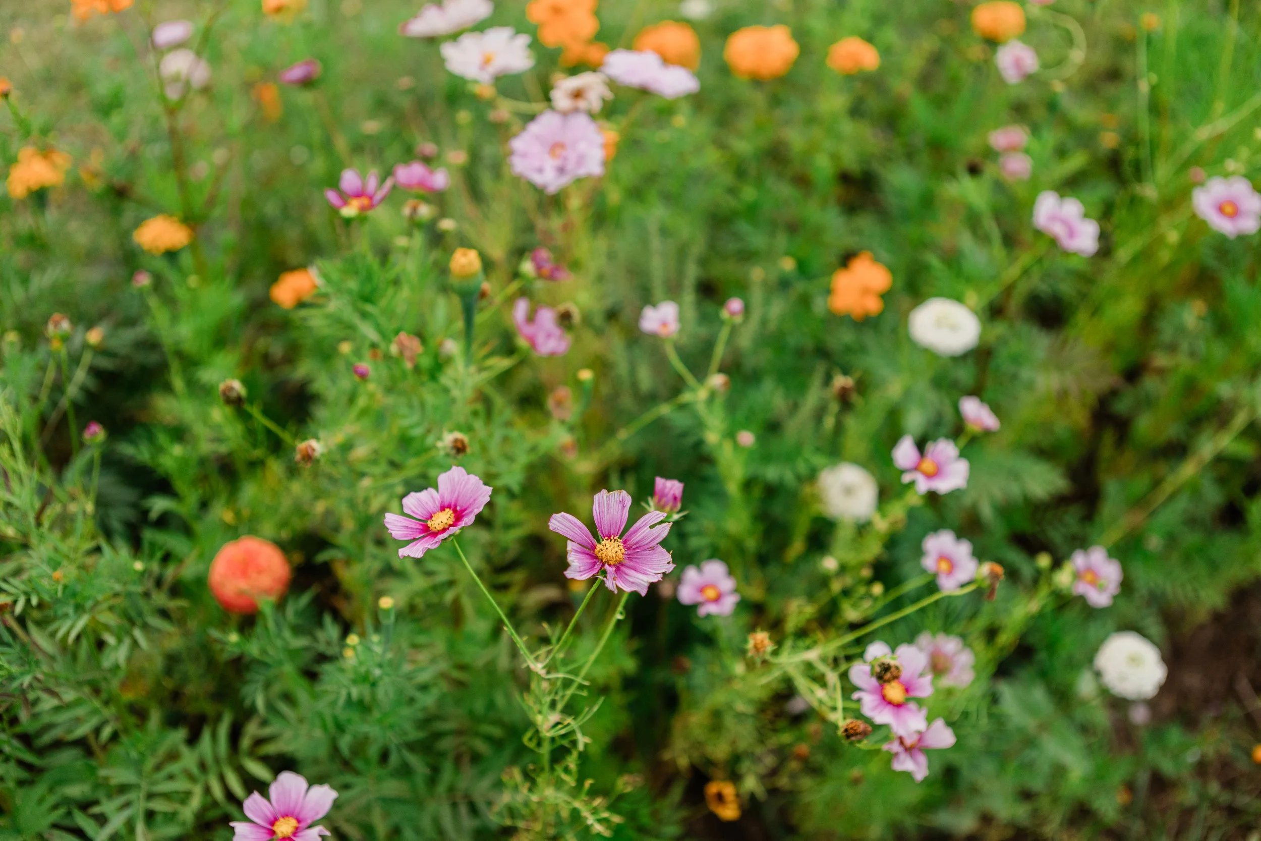 LivFlowerField_EmilyMaeAnnPhotography2026-2.jpg