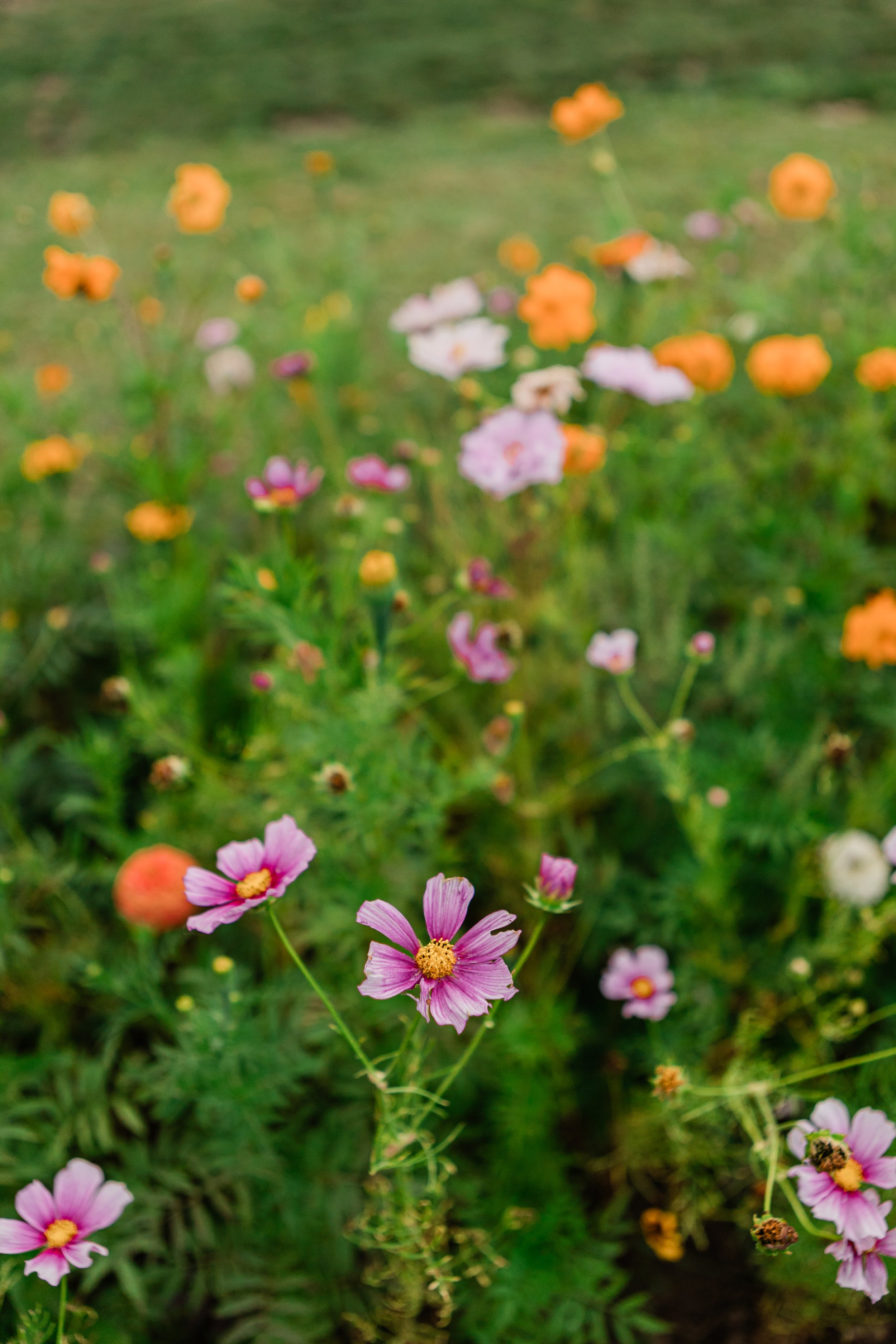 Sanctuary Flower Field Photography Night | Ennismore, Ontario 
