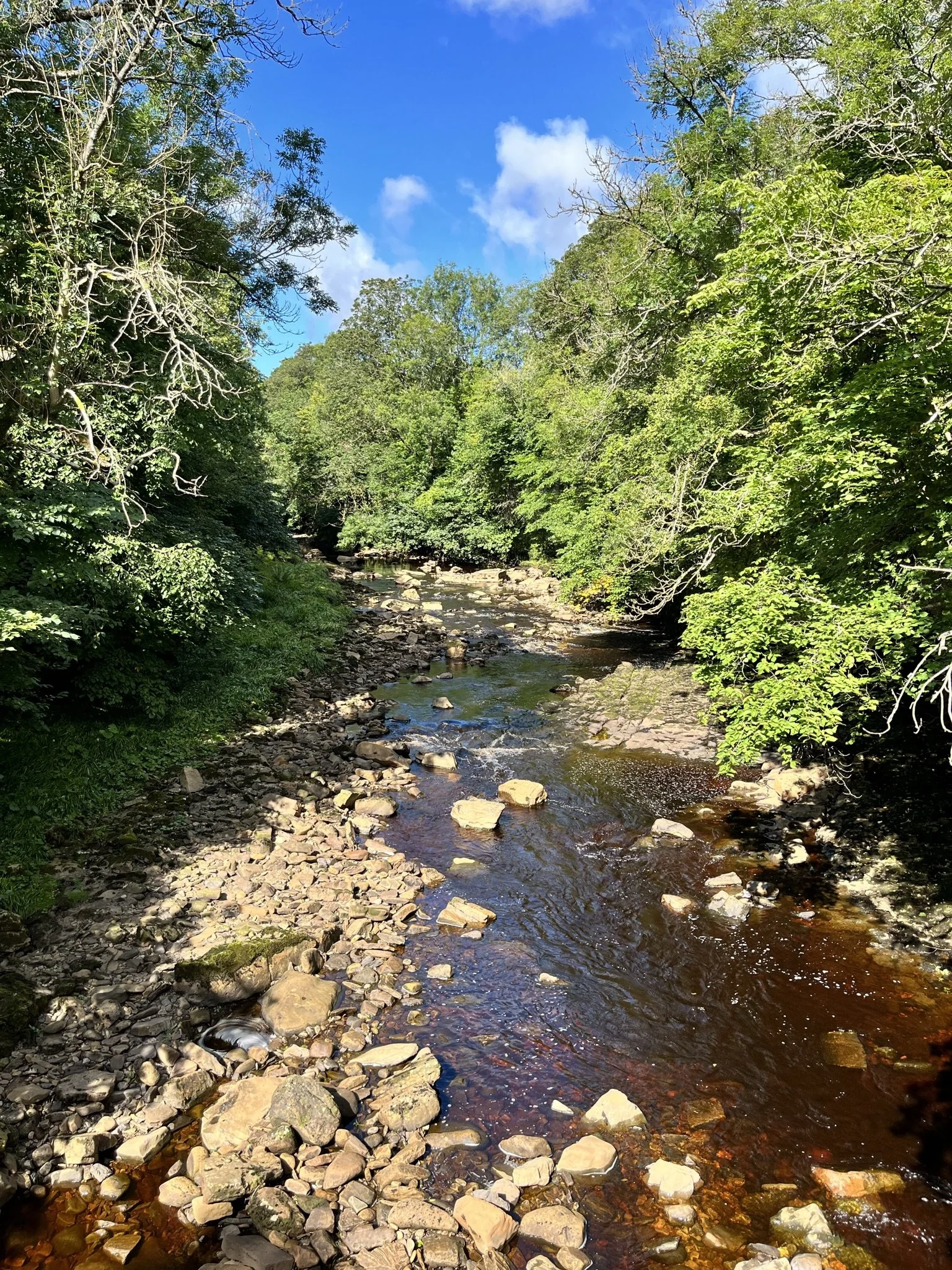 A rocky stream flowing through a wooded area with green trees on either side and a partly cloudy blue sky above.