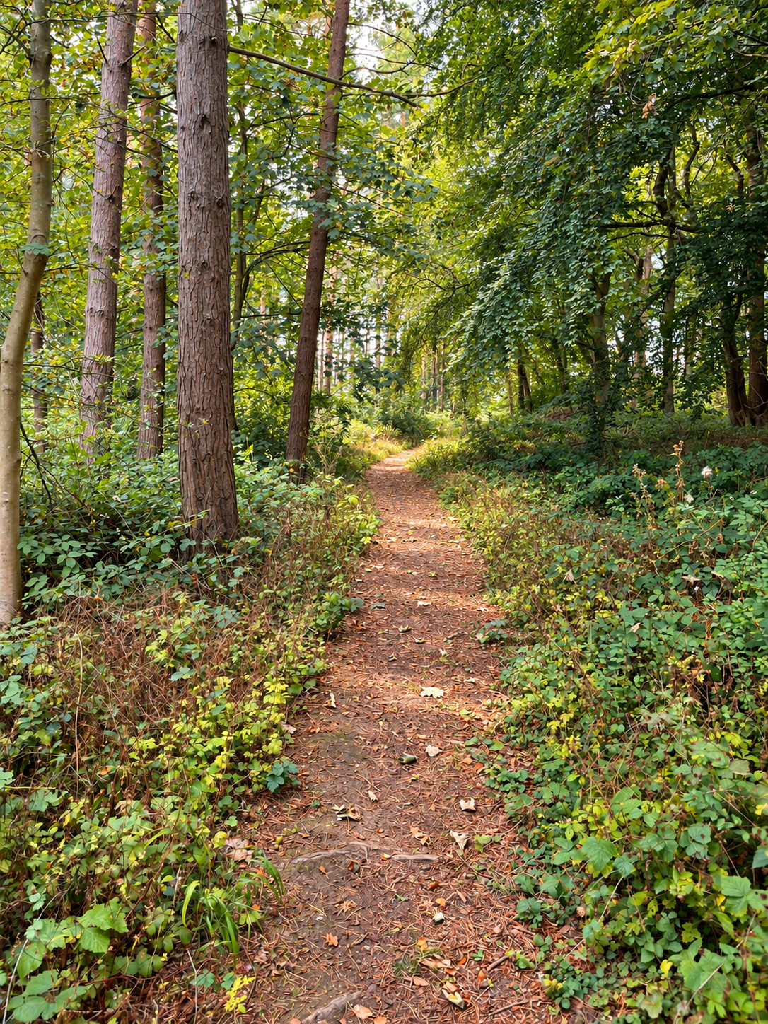 A narrow dirt trail winding through a lush green forest with tall trees and dense underbrush.