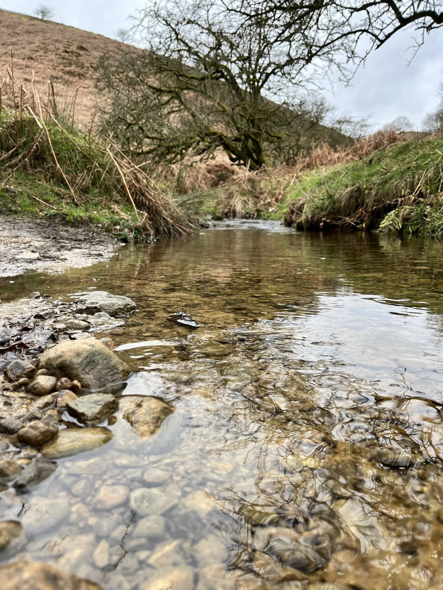 A small creek with clear water flowing over rocks, with grass and shrubs along the banks, a hillside in the background, and a cloudy sky overhead.