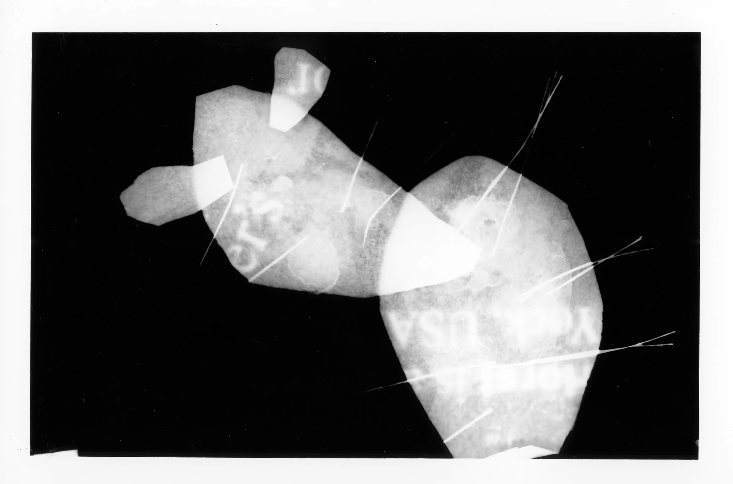 RodriguezC_vegetaciónmexicana(self-portrait)_Image2.jpg