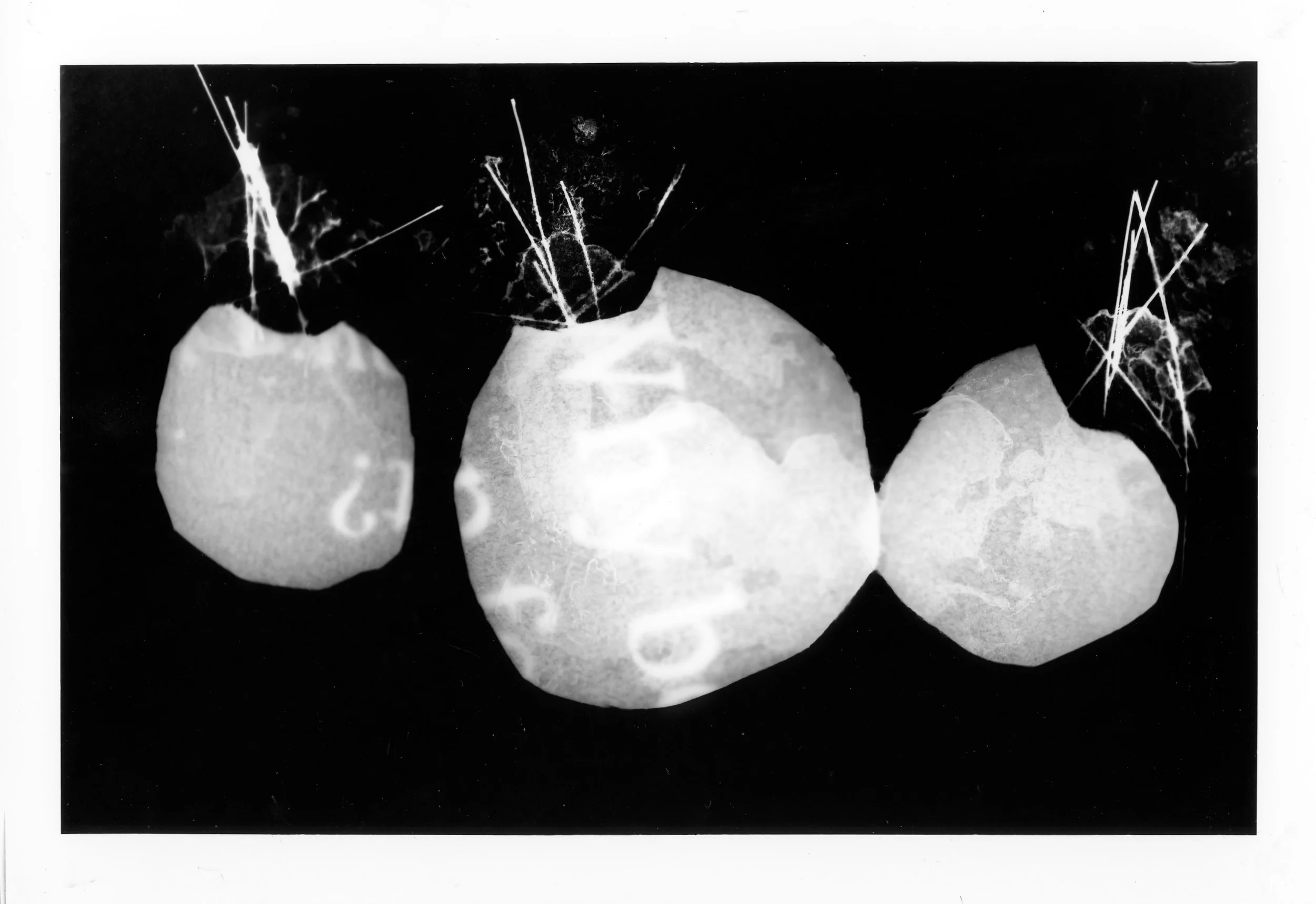 tejocote(self)_originalscan.jpg