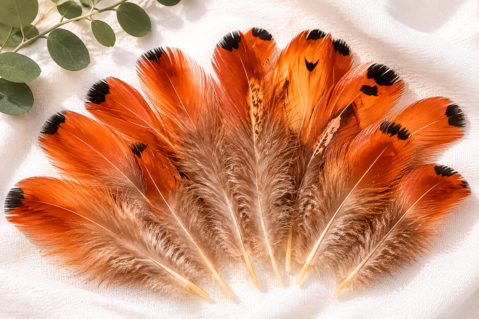 Feathers-Orange tips