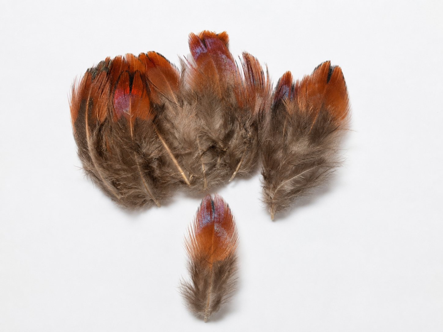 Feathers-Red Orange tips