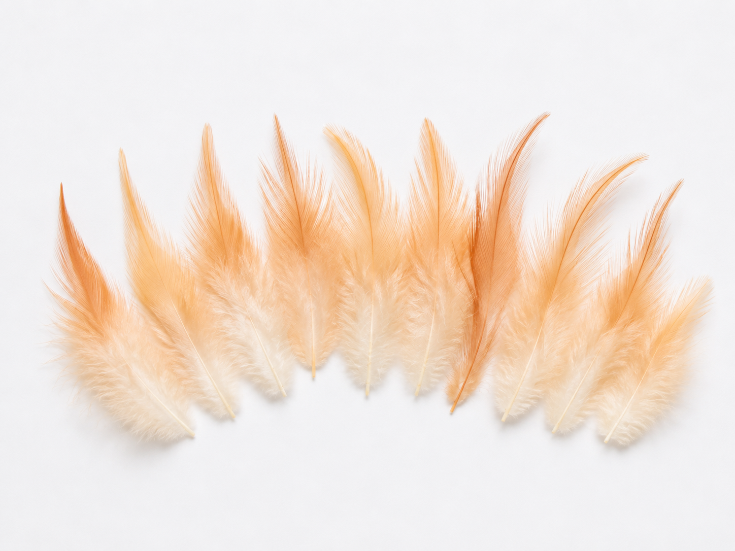 Feathers-Peachy