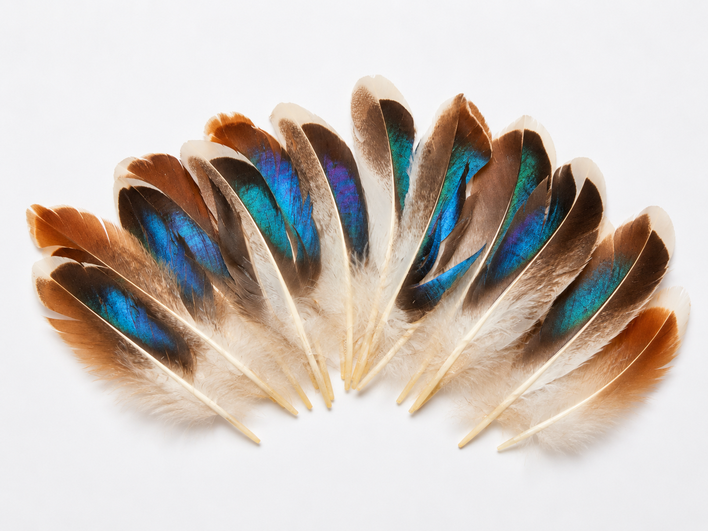 Feathers-Brown Mix