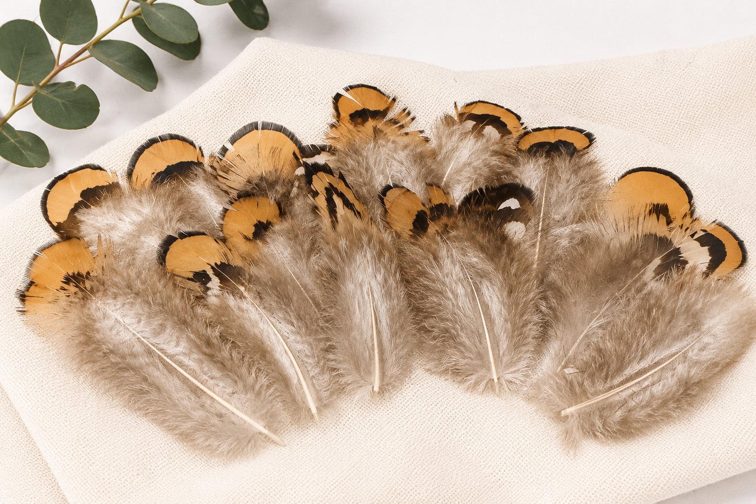 Feathers-Brown tips