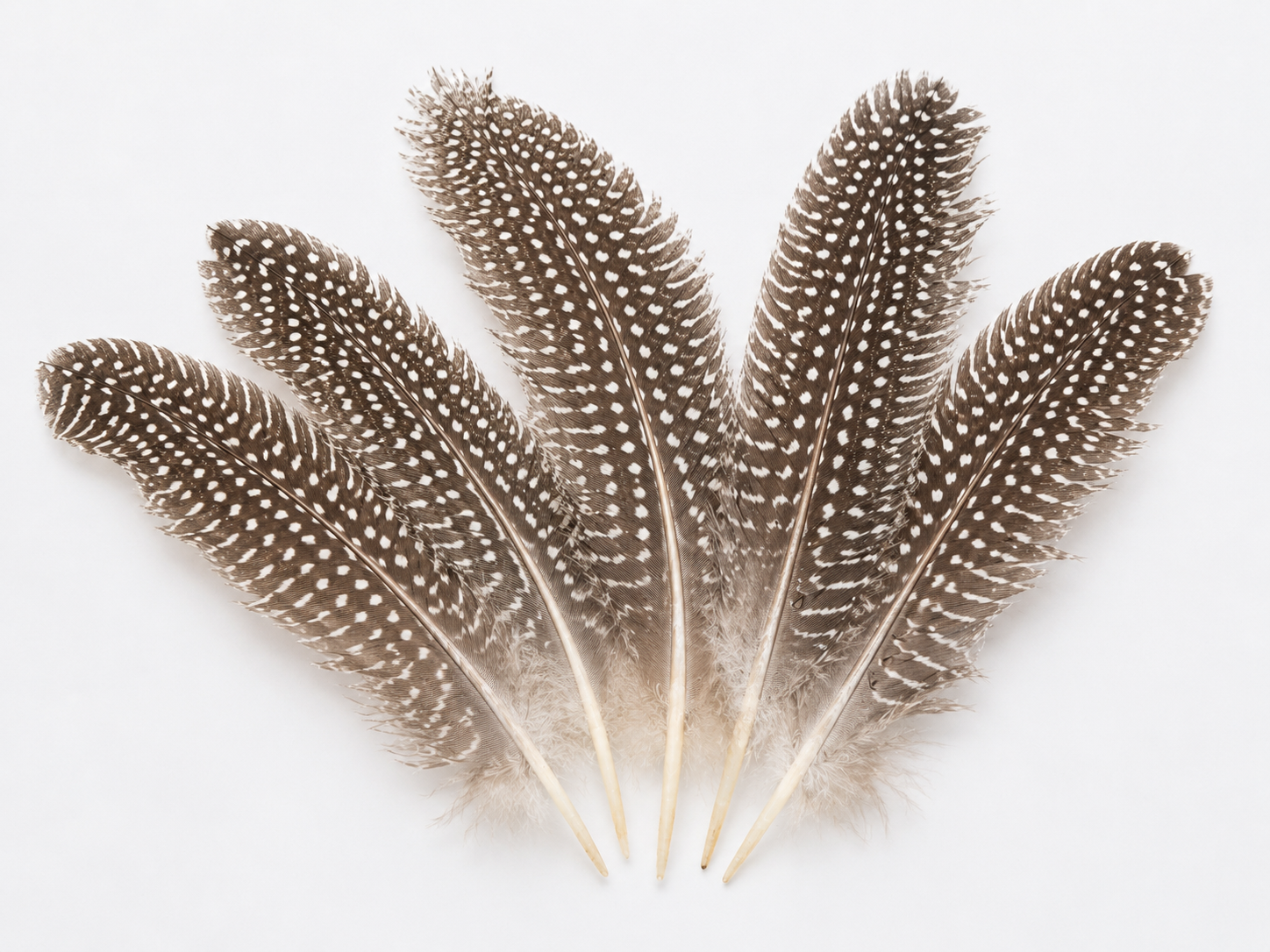 Feathers-Brown Specs