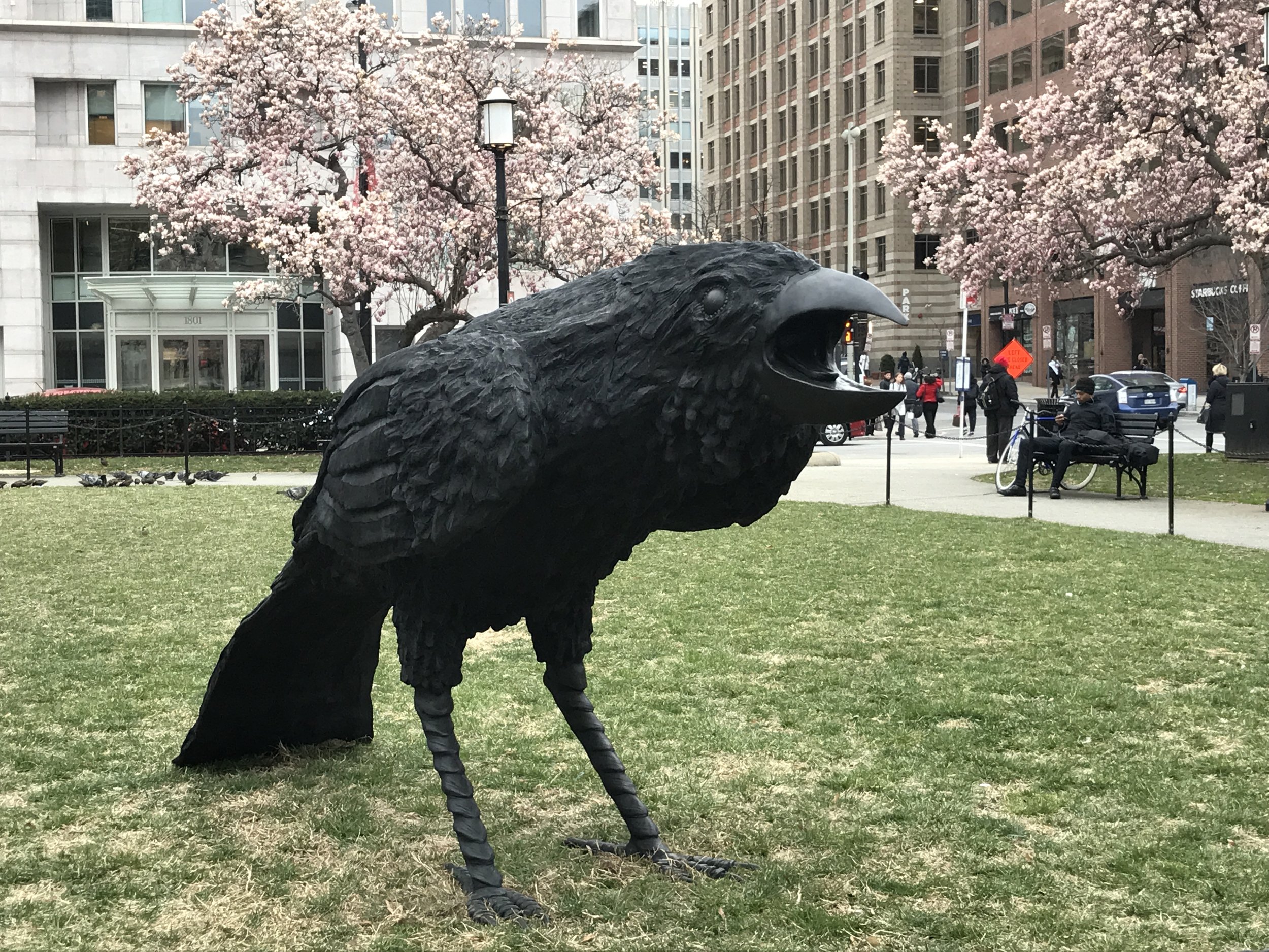 Crows in DC–Golden Triangle