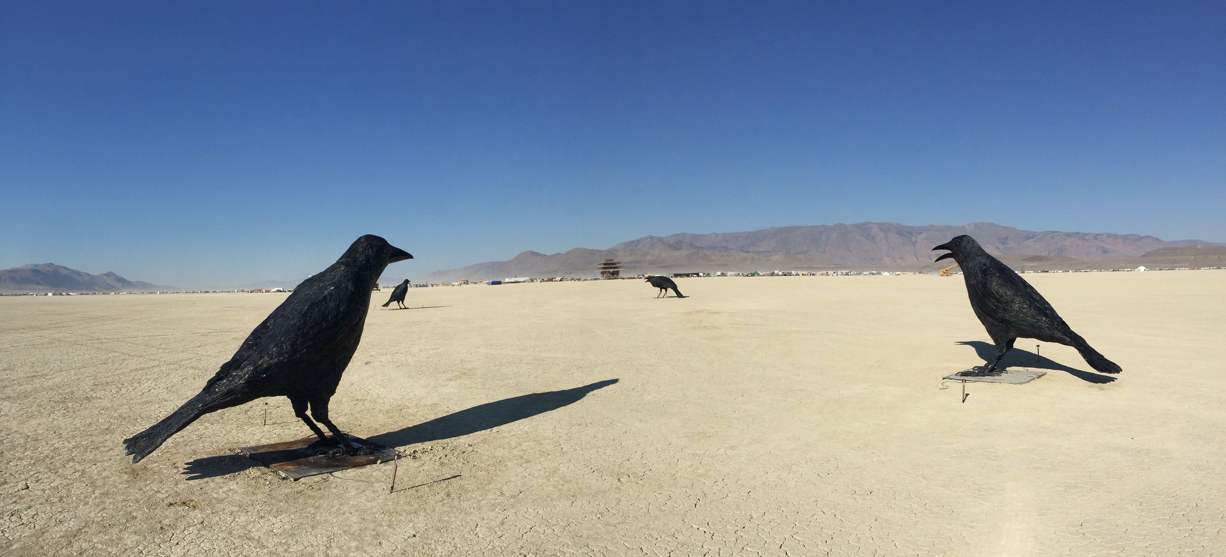 MURDER OF CROWS  2016—6’ x 11.5’ x 4’ (approx.), Five Resin Crows, Burning Man Installation