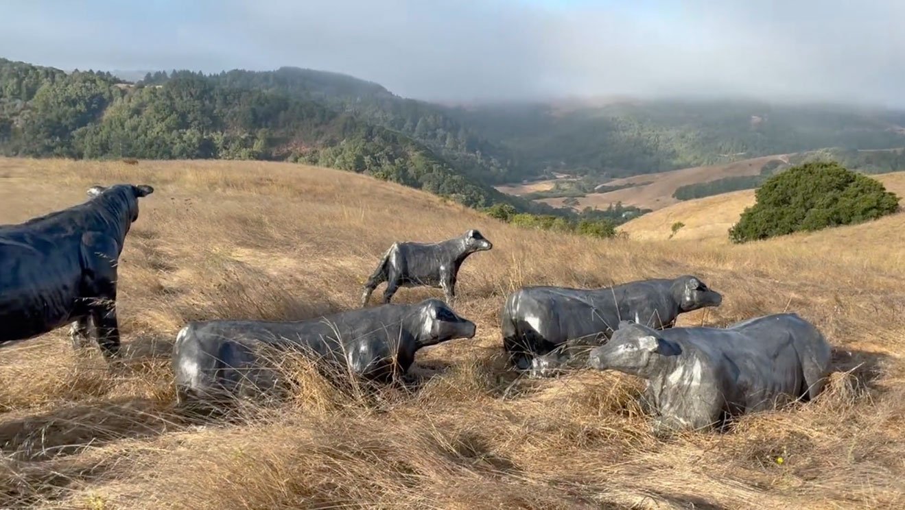 jack-champion-cows-stubbs-vineyard-video.jpg