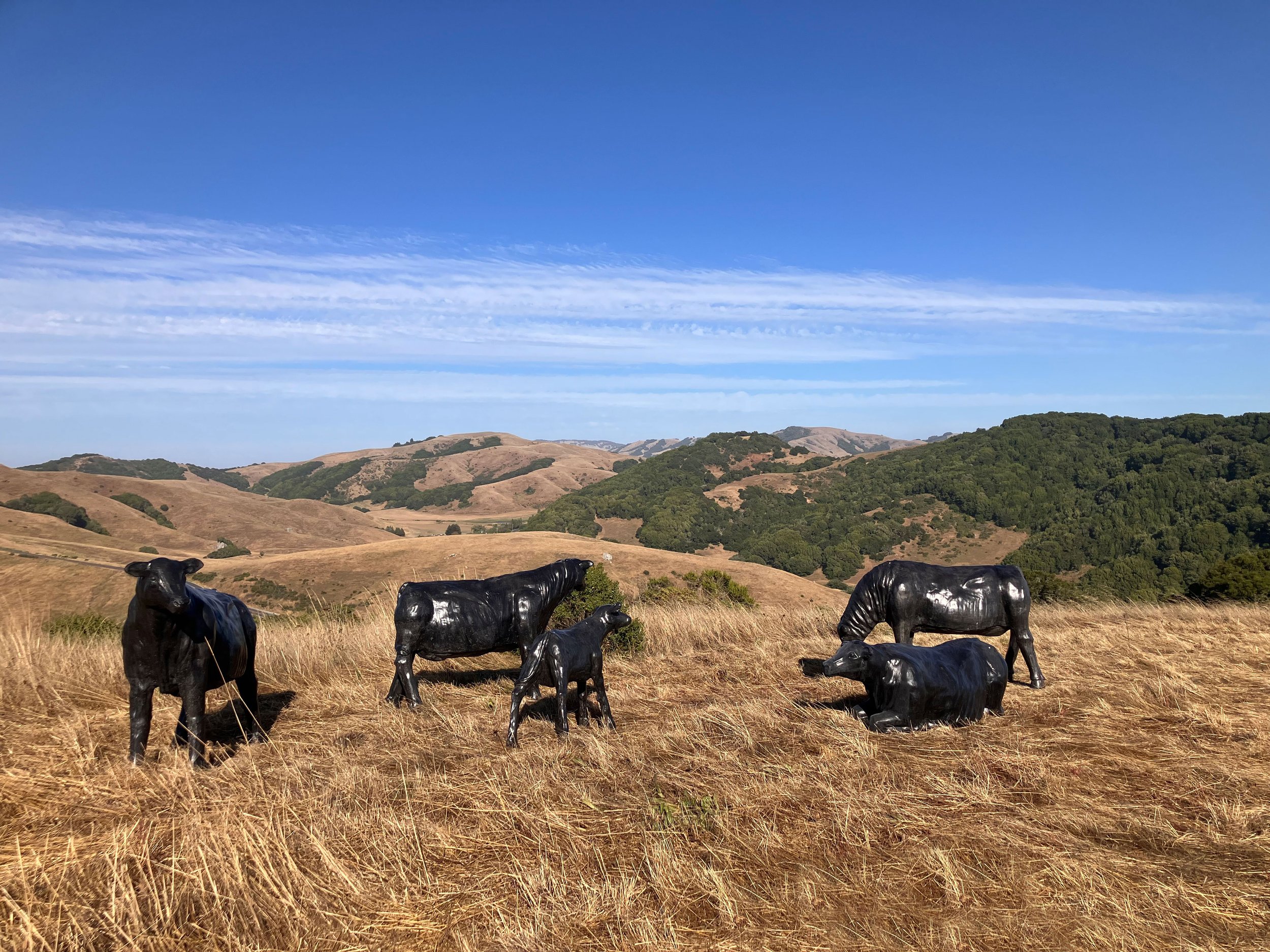 GHOST HERD (partial)  2024—Variable Dimensions, Five Cows in Twenty-One Life-Size Cows and Calves installation, Cast Concrete, Stubbs Vineyard Commission