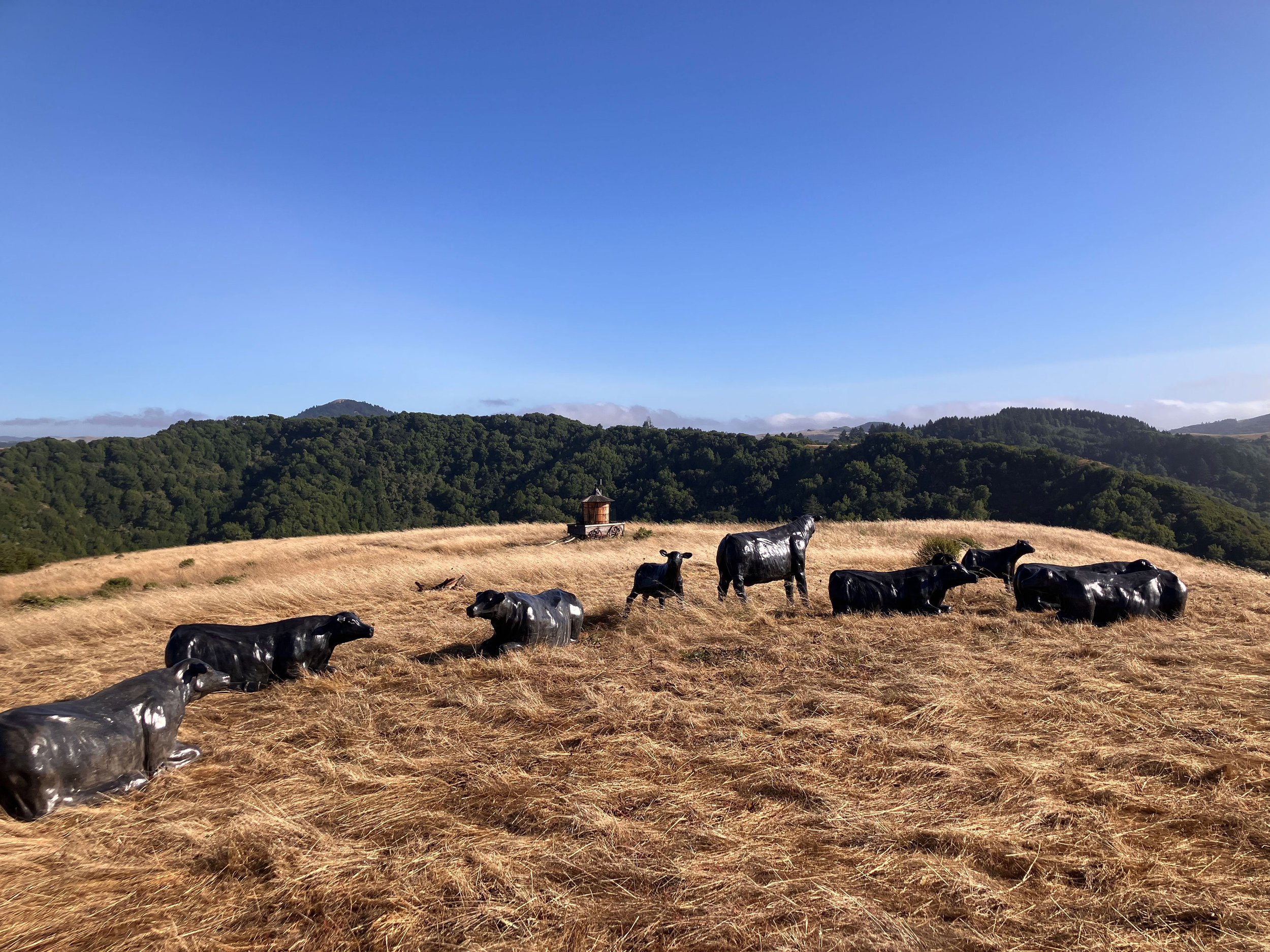 GHOST HERD  2024—Variable Dimensions, Twenty-One Life-Size Cows and Calves (Various Poses), Cast Concrete, Stubbs Vineyard Commission
