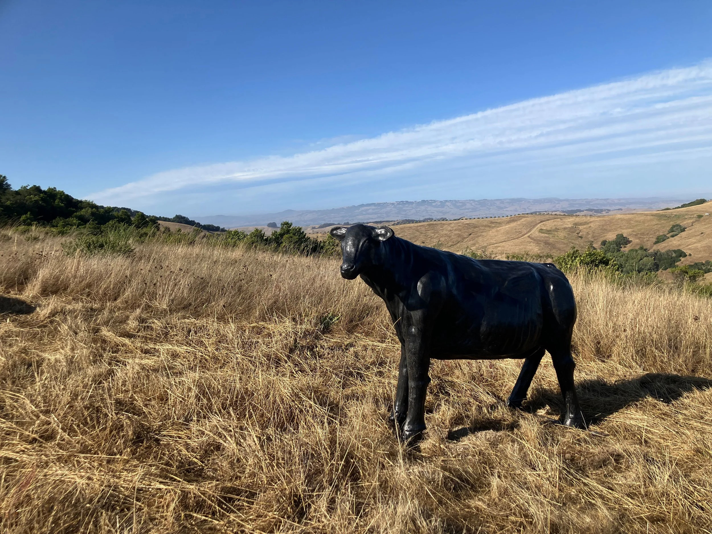 GHOST HERD (partial)  2024—Variable Dimensions, Single Cow in Twenty-One Life-Size Cows and Calves installation, Cast Concrete, Stubbs Vineyard Commission