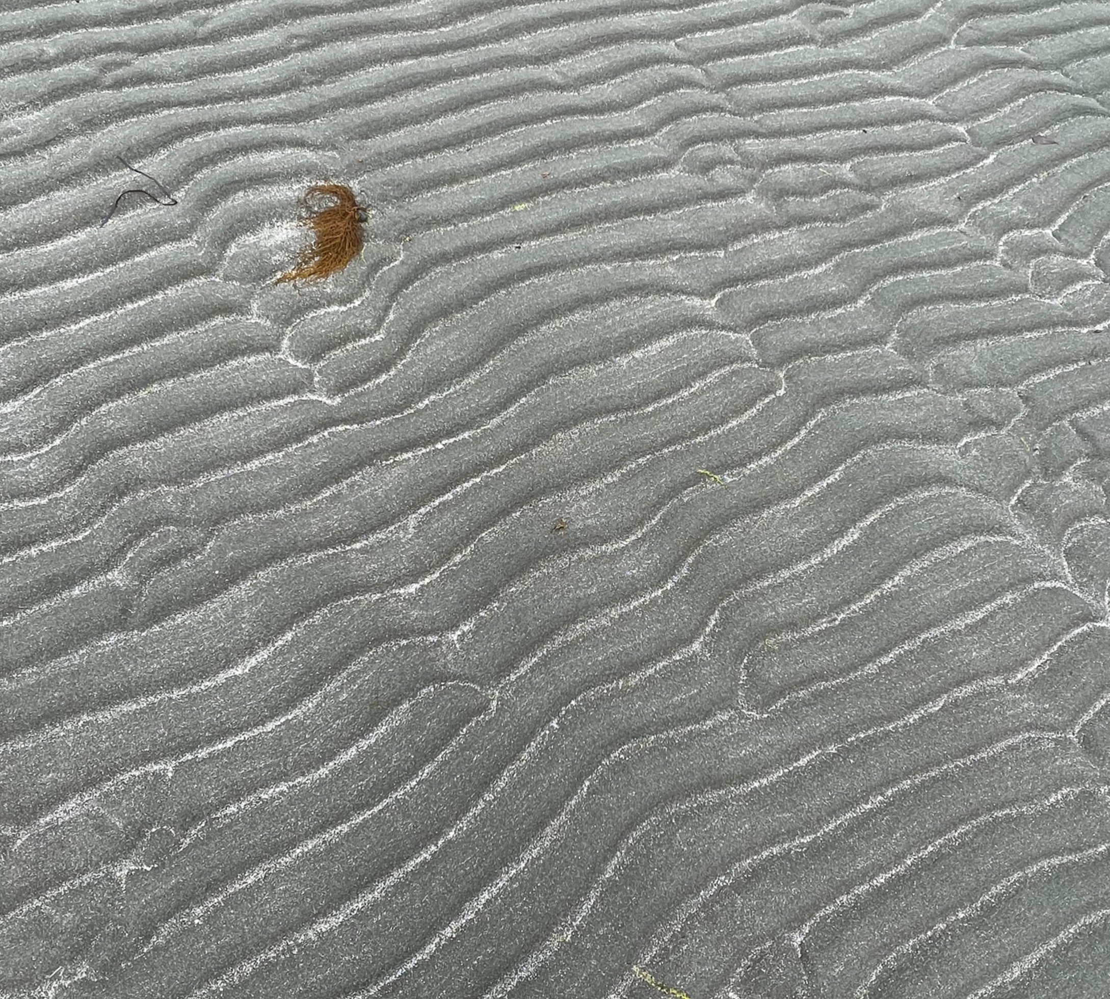 Close-up of textured gray sand with a small brown seaweed and a black hair strand.