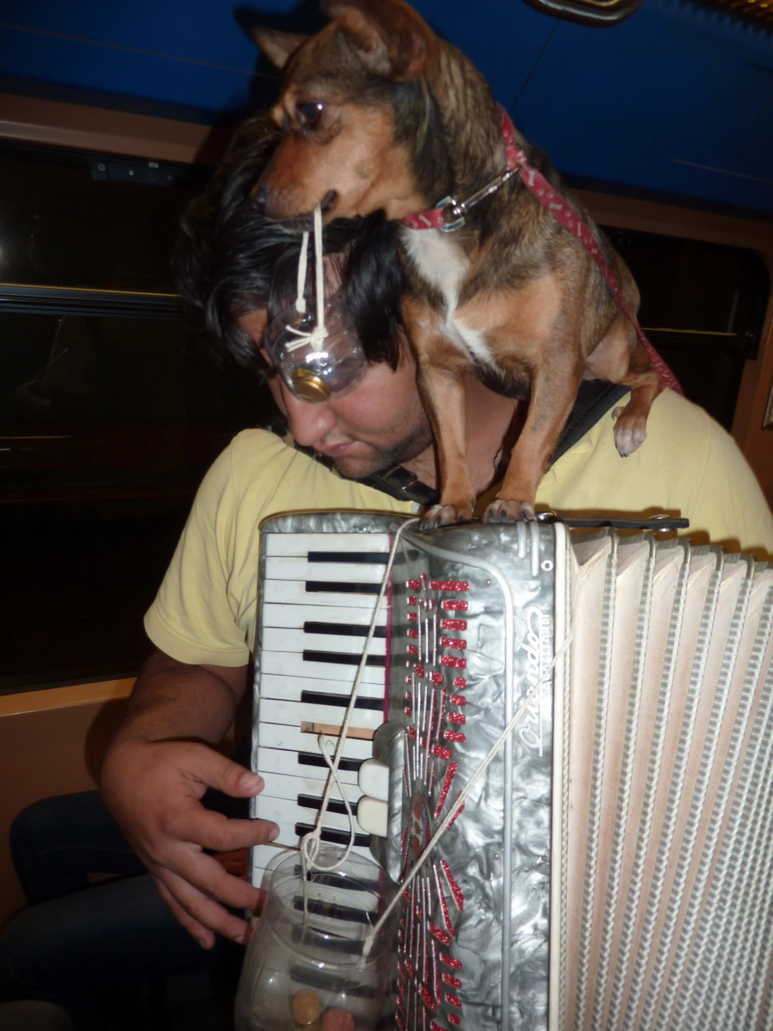 Ein Mann trägt eine Katze auf den Schultern, während er auf einem musikinstrument spielt. Es sieht aus wie ein kleines Keyboard mit roten Knöpfen und weißen Tasten. Die Katze trägt eine rote Halskette und hat eine Kaufschnur im Mund.
