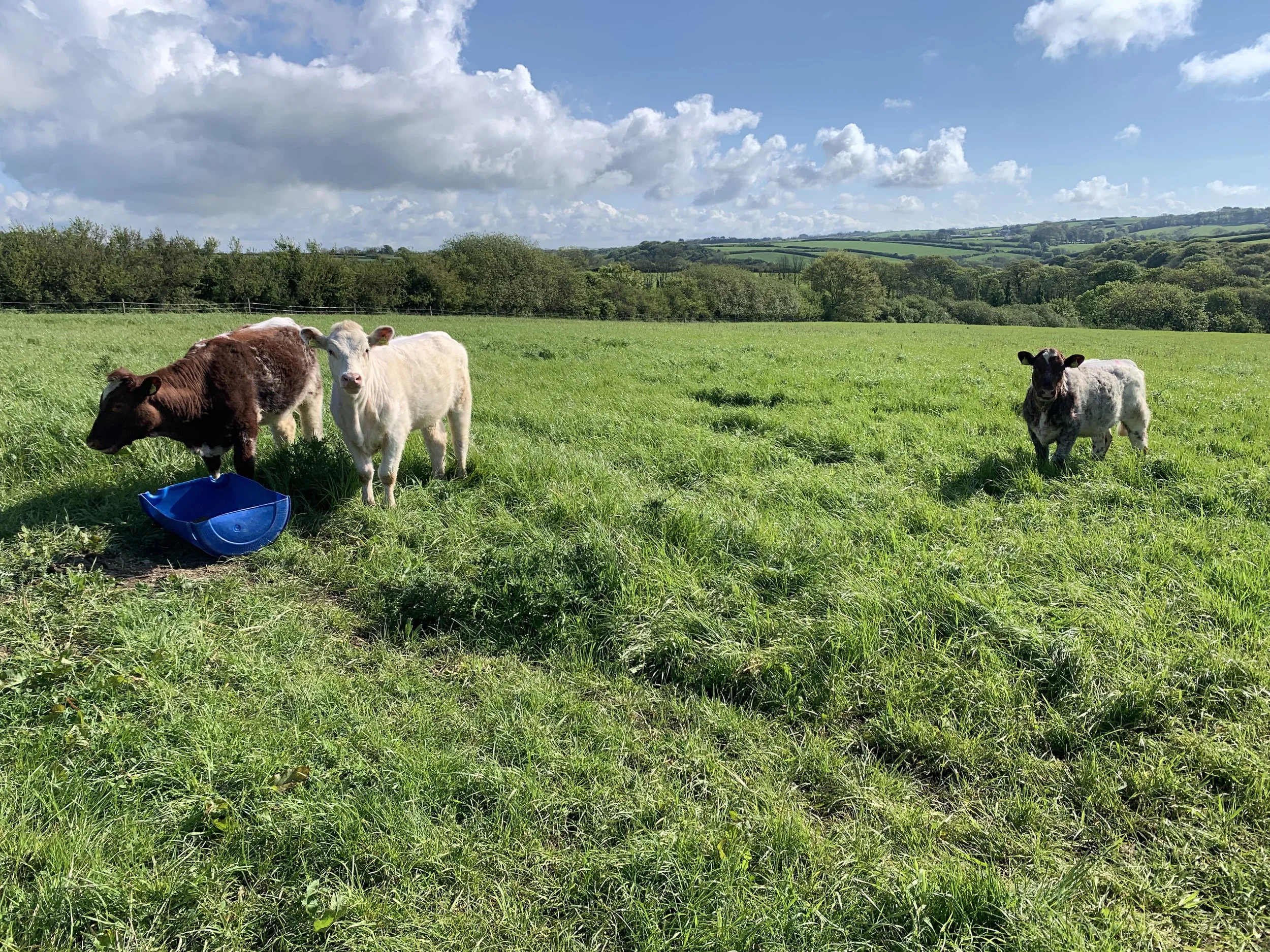 Crugsillick Farm