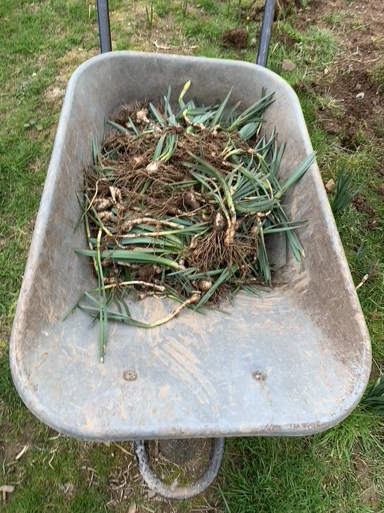Daffodil bulbs (10 bulbs in bag)