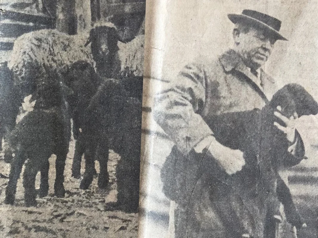 A black and white photograph featuring a man with a mustache wearing a hat, jacket, and backpack, holding a book or notebook. In the background, there is a group of llamas or alpacas with a person standing behind them on a farm or rural setting.