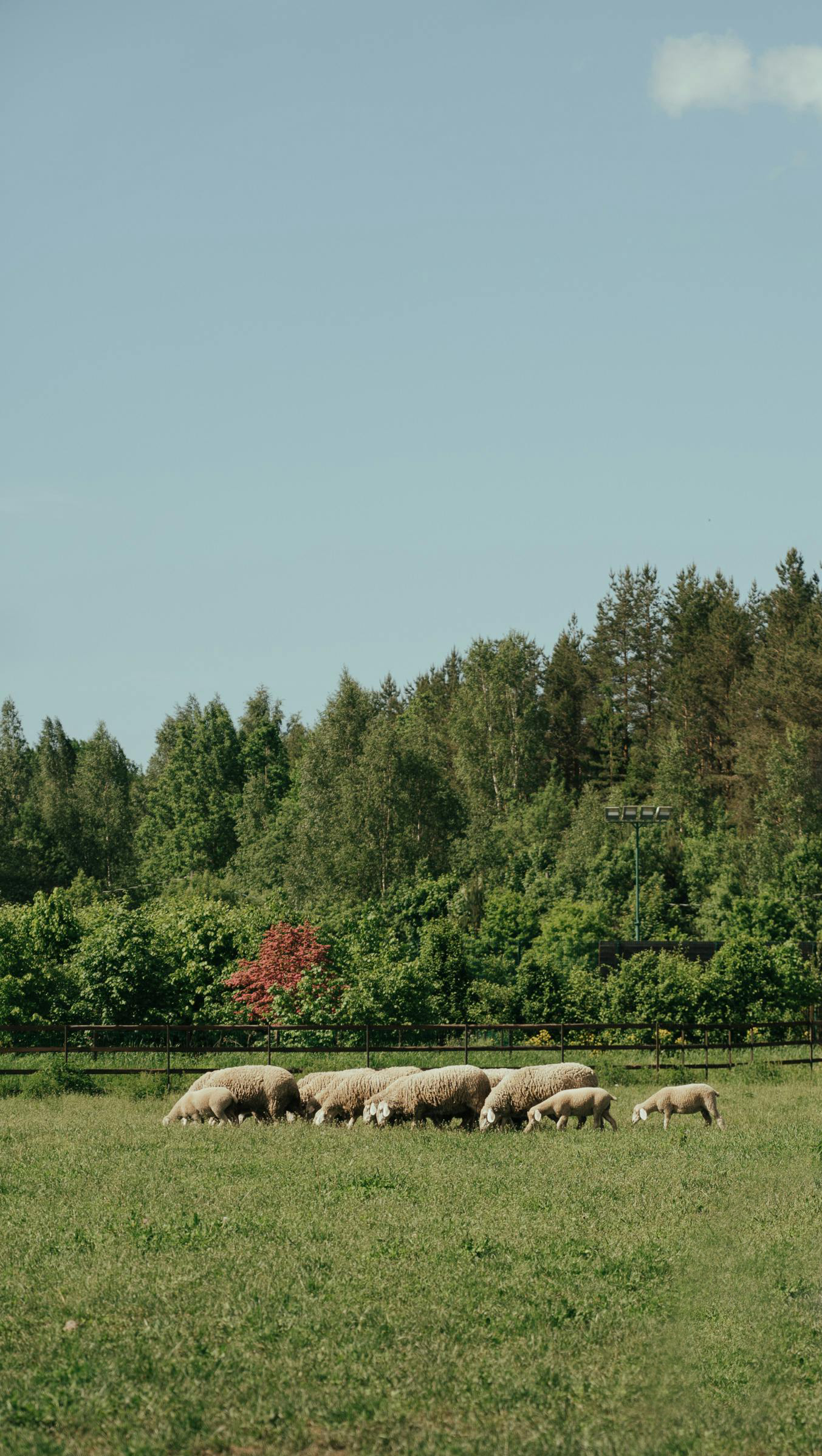 A flock of sheep grazing on green grass in a pasture with a background of trees and a clear blue sky.