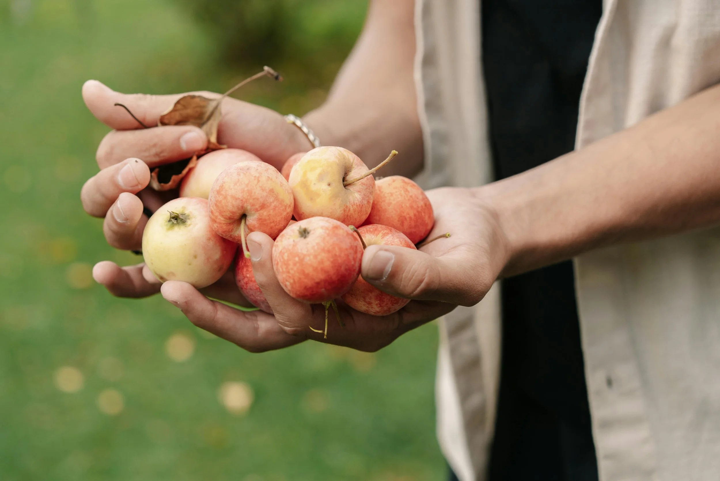 Person holding a bunch of small, round apples with a mix of red and yellow coloring, outdoors with a green blurred background.