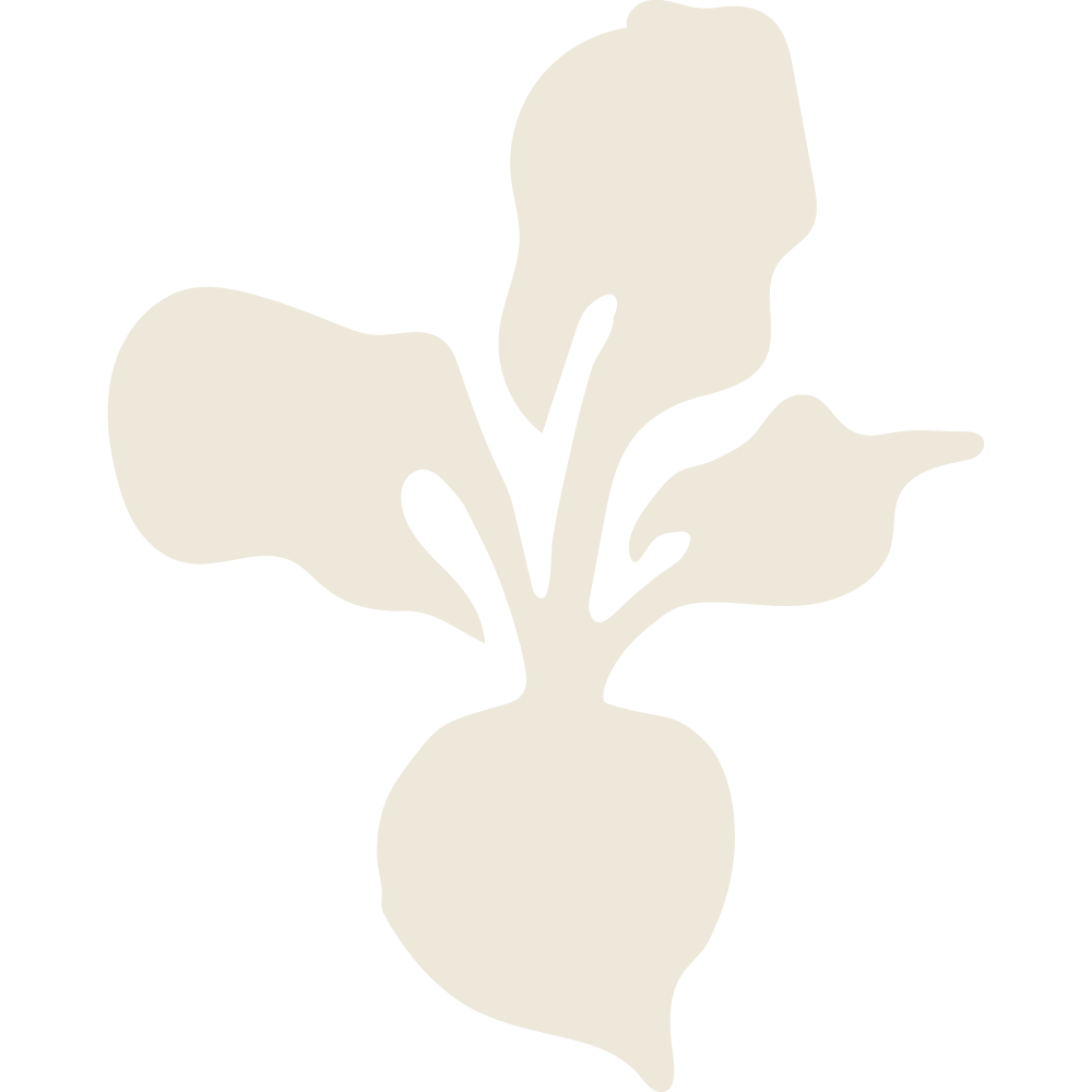Light-colored illustration of a turnip with leaves.