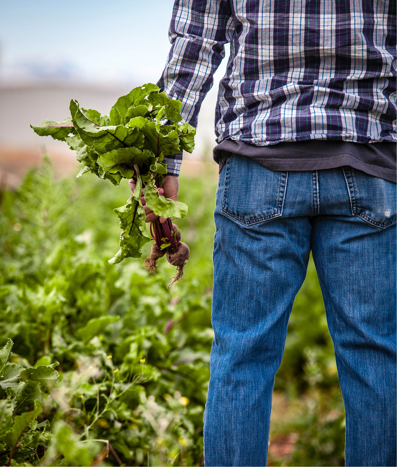 Person harvesting fresh beets in a green farm field, holding leafy beet roots while standing among crops.