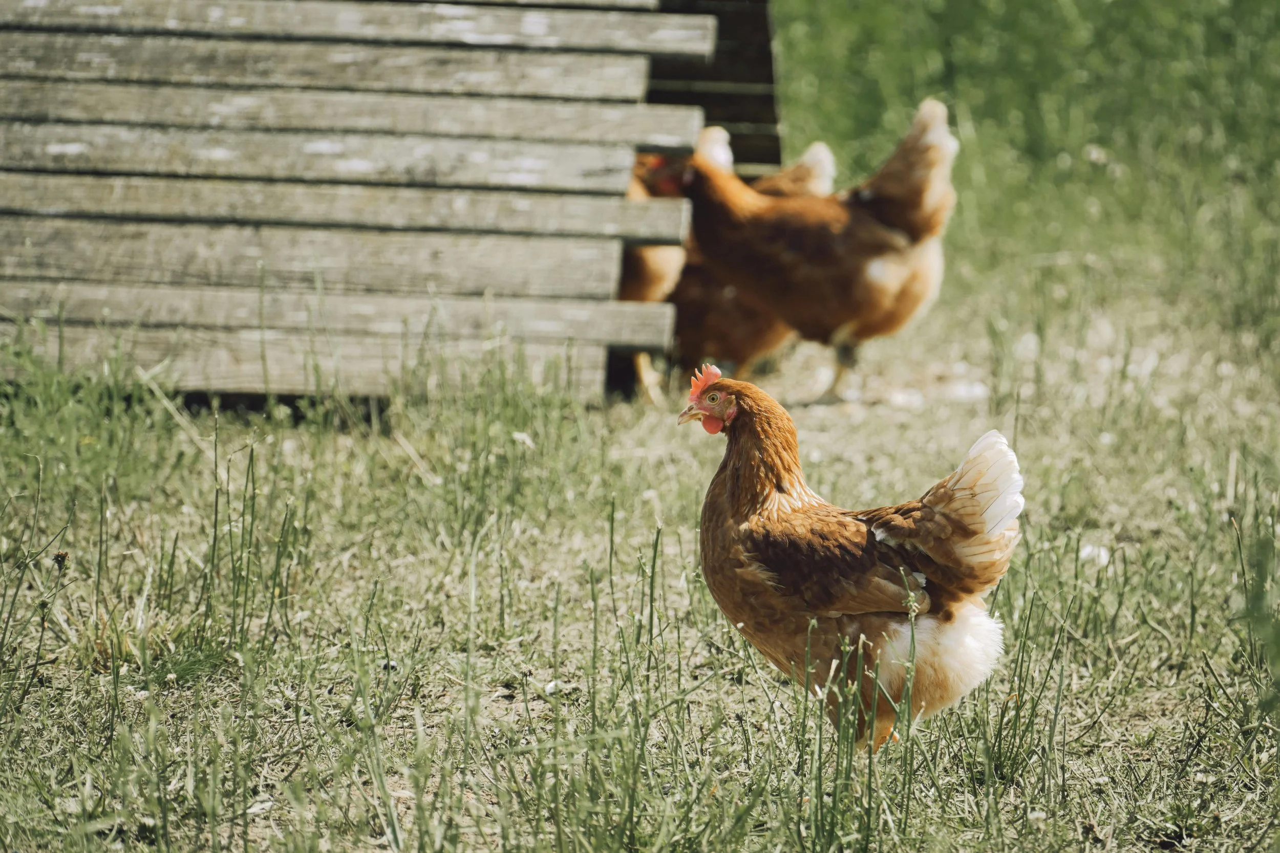 A close-up of a brown hen standing on grass with another hen and a wooden fence in the background.