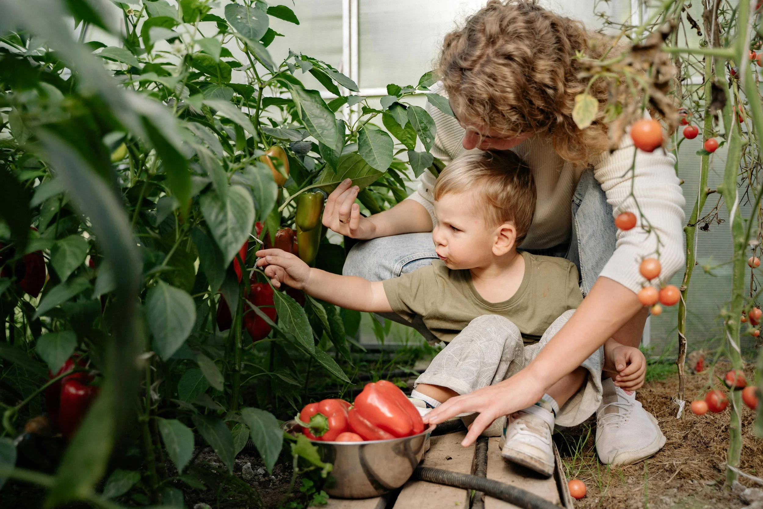 A woman and a young boy picking red and green bell peppers in a greenhouse with tomato plants.