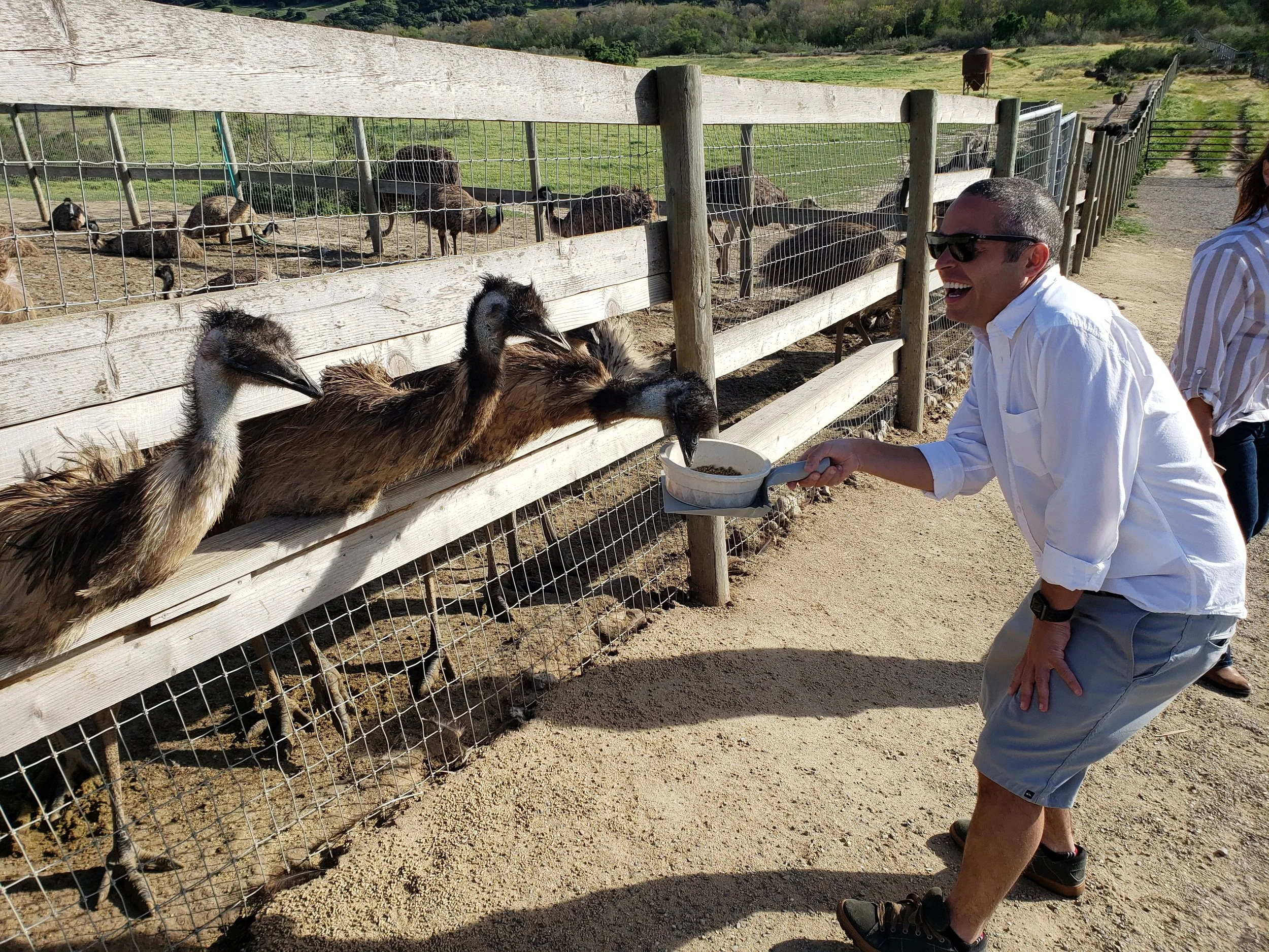 A man wearing sunglasses, a white shirt, and shorts is feeding birds, likely emus, through a wooden and wire fence at a farm or petting zoo. The scene is outdoors with green fields and hills in the background.