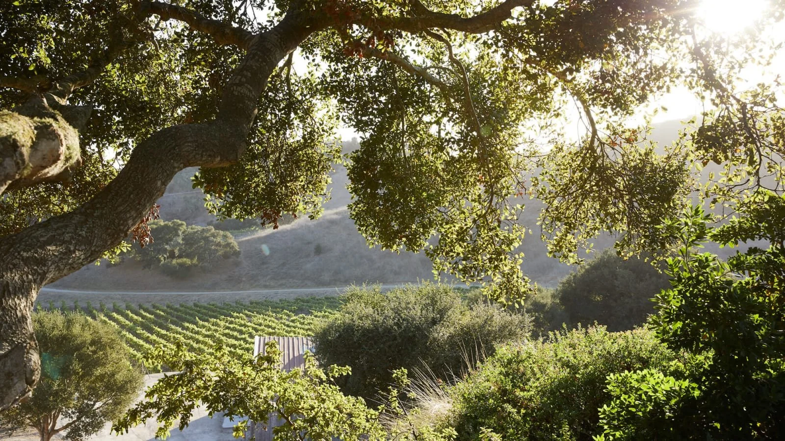 Sunlight filters through a large tree with sturdy branches, overlooking a lush vineyard or garden with green bushes and a hillside in the background. Santa Ynez Valley winery.