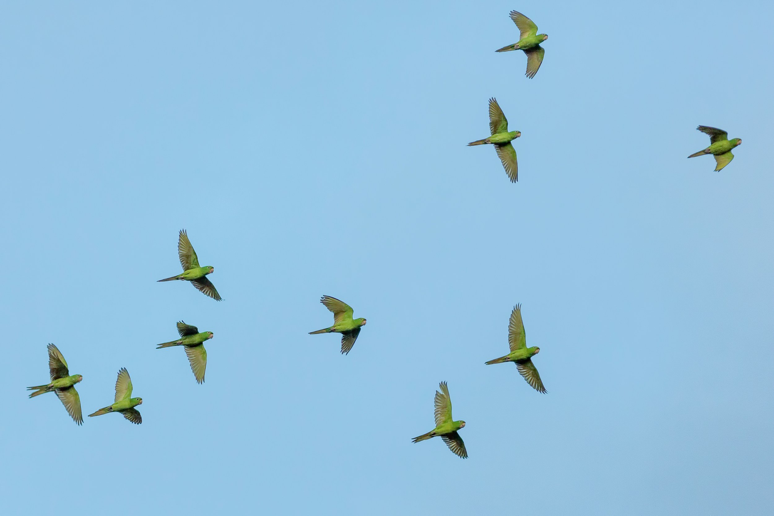 Look at the Birds