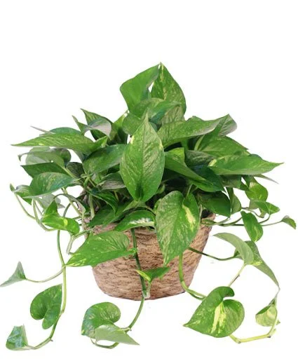 Hanging Golden Pothos
