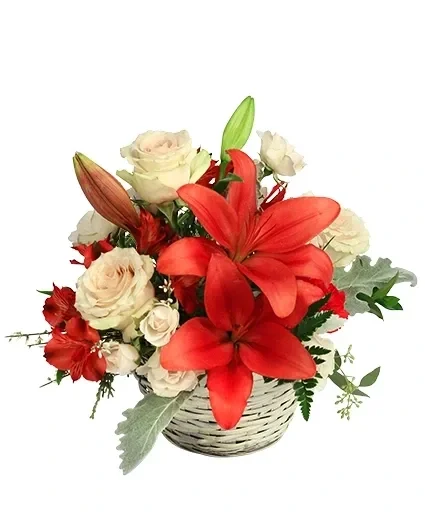 Serene Scarlet & Ivory