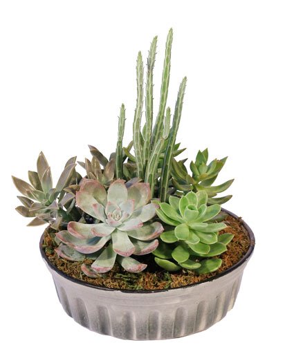 Showstopping Succulents