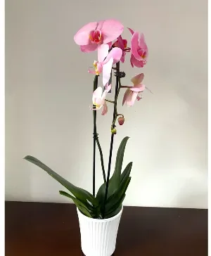 Pink Premium Orchid Houseplant