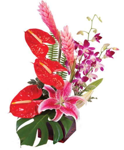 Fuchsia Fantasy