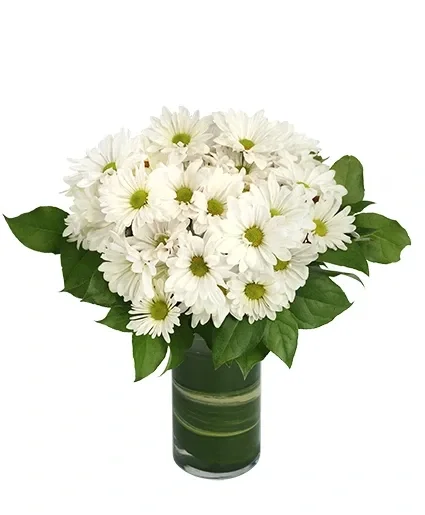 Dazzling Daisy Poms