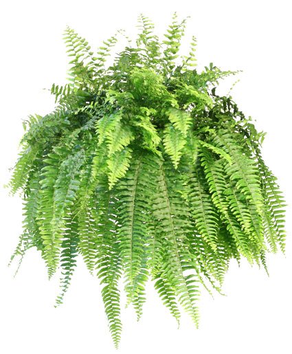 Boston Fern
