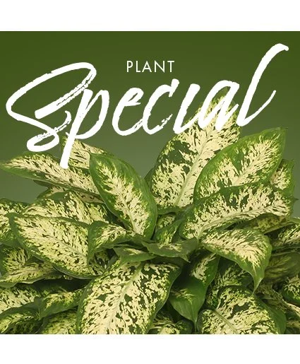 Plant Special