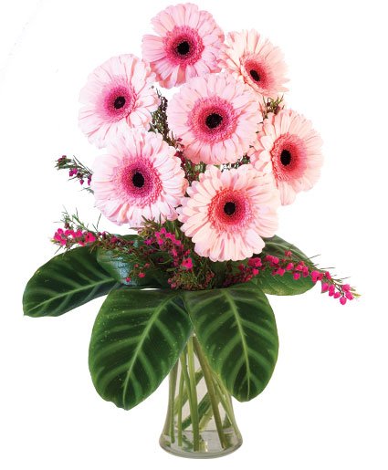 Lucky Seven Gerberas