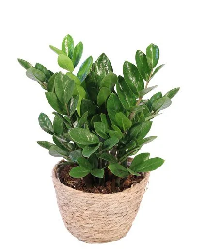 ZZ Plant
