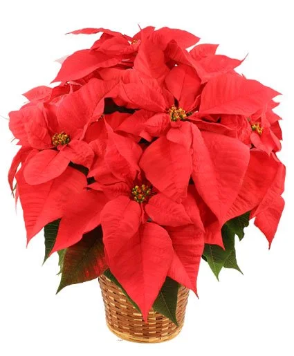 Vibrant Red Poinsettia